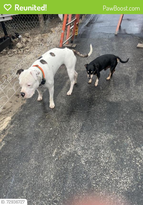 Reunited Male Dog last seen Elaine and starling , Charleston, WV 25306