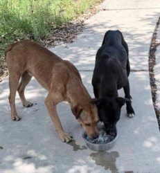 Found/Stray Unknown Dog last seen Henderson Pass & Oak Trace, San Antonio, TX 78232