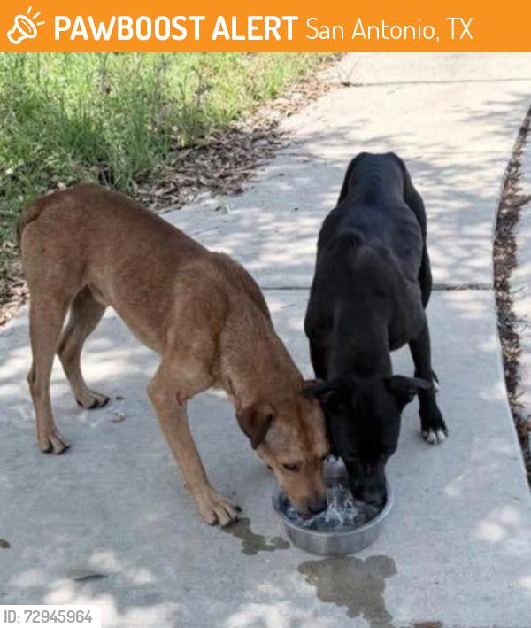 Found/Stray Unknown Dog last seen Henderson Pass & Oak Trace, San Antonio, TX 78232
