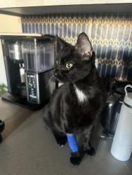 Reunited Male Cat last seen Camden Landmark apmts , Ontario, CA 91764