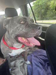 Found/Stray Female Dog last seen prior ave and marshall, Saint Paul, MN 55104