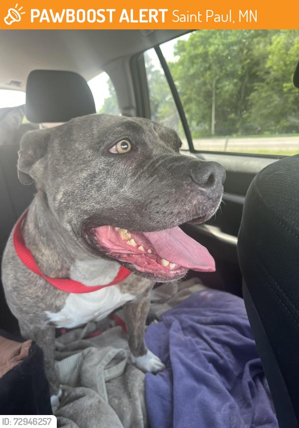 Found/Stray Female Dog last seen prior ave and marshall, Saint Paul, MN 55104