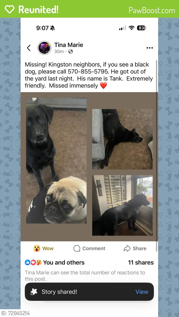 Reunited Male Dog last seen state st, Larksville, PA 18704