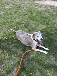 Reunited Male Dog last seen Charlevoix and Fischer, Detroit, MI 48214