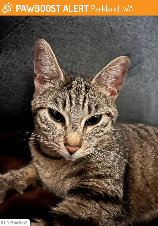 Found/Stray Female Cat last seen Near 10th Ave S, Parkland, Washington, Parkland, WA 98444