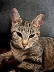 Found/Stray Female Cat last seen Near 10th Ave S, Parkland, Washington, Parkland, WA 98444