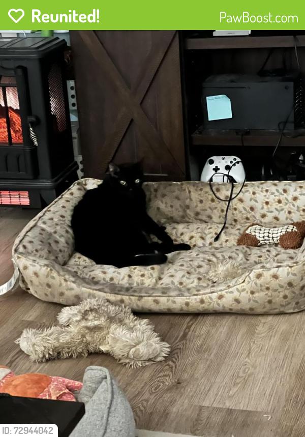Reunited Female Cat last seen Shallowford Rd, Roswell, GA 30075
