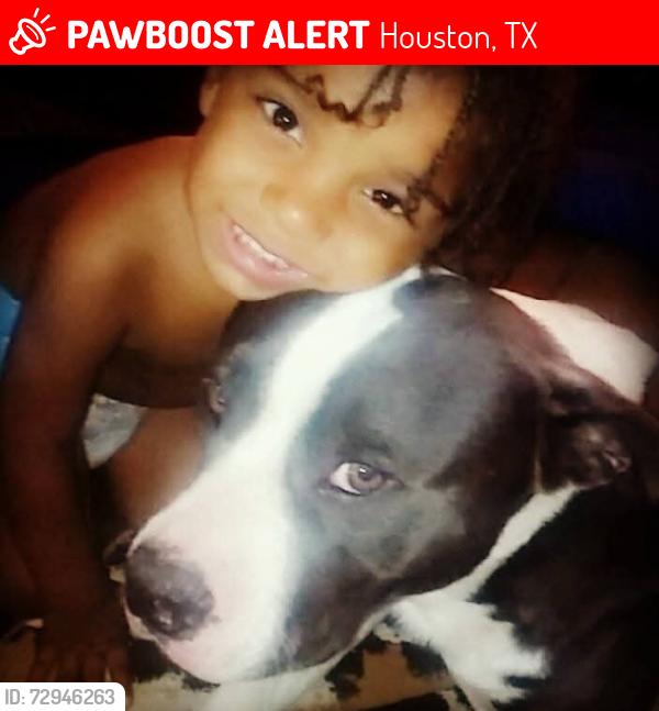 Lost Male Dog last seen Near Woodland Hills Dr, Kingwood, TX 77339, Houston, TX 77339