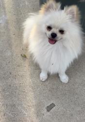Lost Male Dog last seen Arlington ave , Riverside, CA 92505
