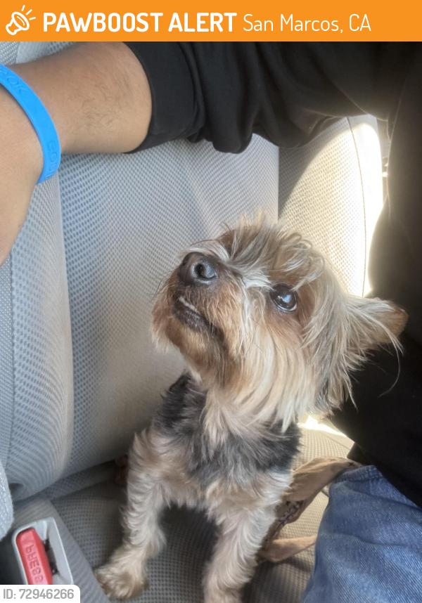 Found/Stray Female Dog last seen Richmar , San Marcos, CA 92069
