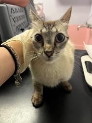 Shelter Stray Male Cat last seen Bexar County, New Braunfels, TX 78130