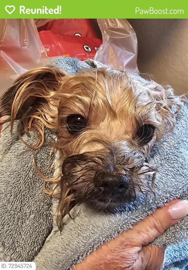 Reunited Unknown Dog last seen Silver Meadows, Ocala, FL 34470