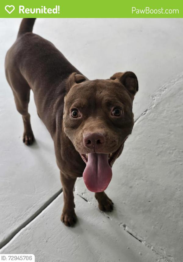 Reunited Unknown Dog last seen Silver Meadows, Ocala, FL 34470