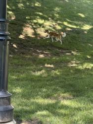 Found/Stray Male Dog last seen Near chain bridge rd , Vienna, VA 22181