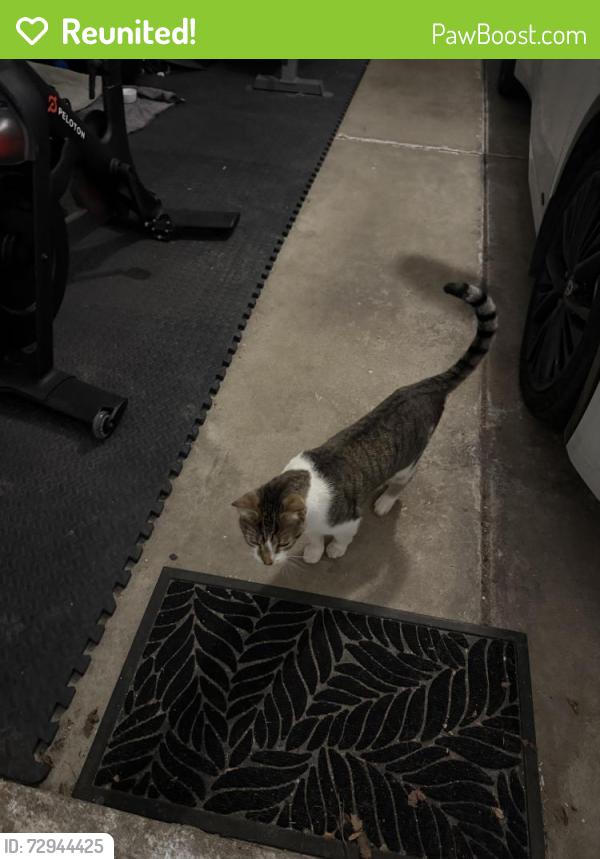 Reunited Unknown Cat last seen Riverwoods Drive, Melrose Park, IL 60160