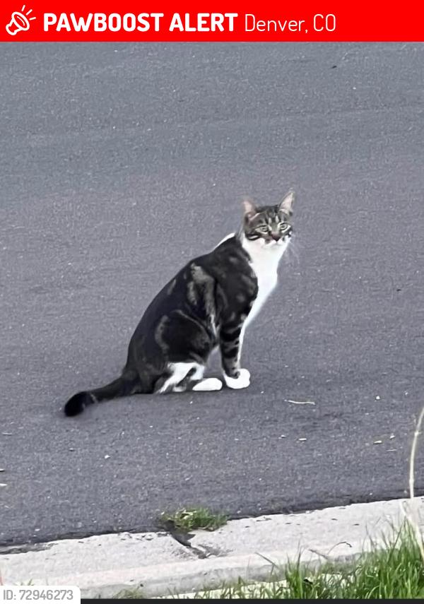 Lost Male Cat last seen E. 24th ave and Syracuse, Denver, CO 80238