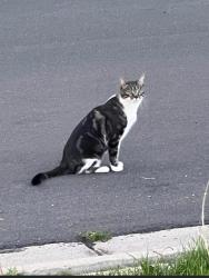 Lost Male Cat last seen E. 24th ave and Syracuse , Denver, CO 80238