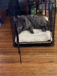 Reunited Female Cat last seen Lá Veta & constitution , Albuquerque, NM 87107
