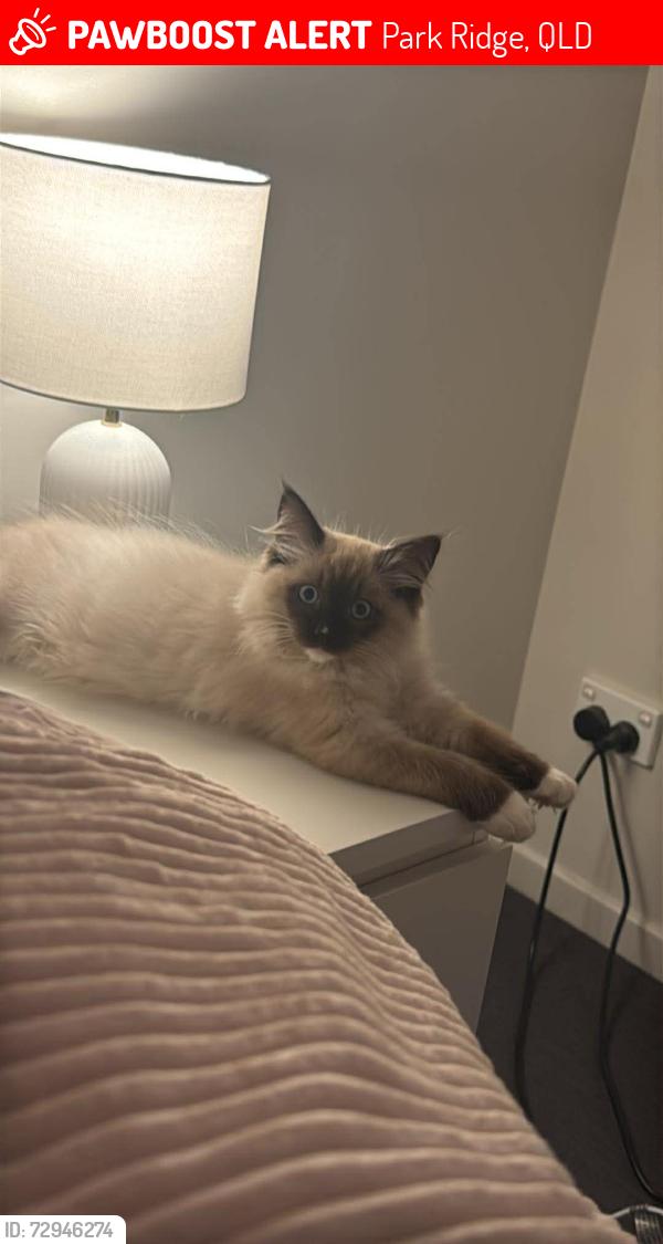 Lost Male Cat last seen Park ridge, Park Ridge, QLD 4125