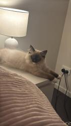 Lost Male Cat last seen Park ridge, Park Ridge, QLD 4125