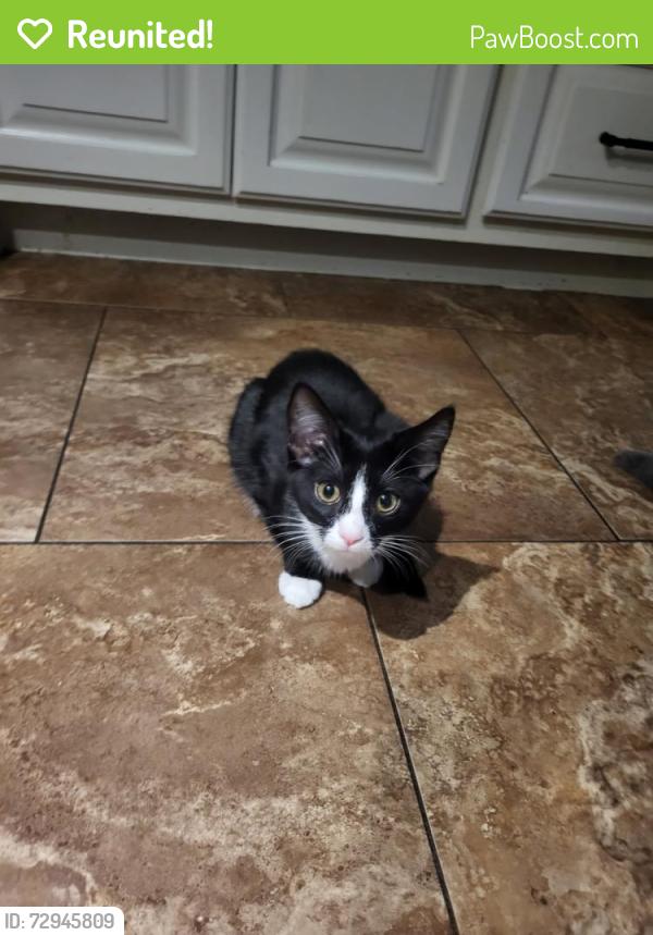 Reunited Female Cat last seen Higley/Broadway , Mesa, AZ 85206