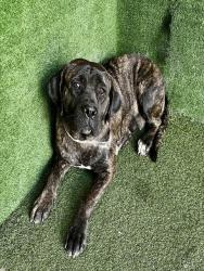 Shelter Stray Female Dog last seen , Quartz Hill, CA 93536