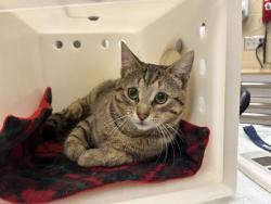 Shelter Stray Male Cat last seen Near BLOCK N 33RD ST, Milwaukee, WI 53215
