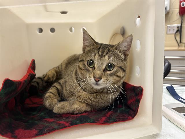 Shelter Stray Male Cat last seen Near BLOCK N 33RD ST, Milwaukee, WI 53215