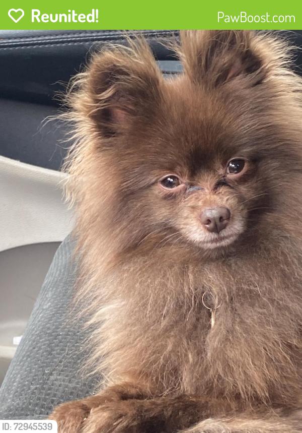 Reunited Male Dog last seen Near Asheville Hwy, Boiling Springs, SC 29316, USA, Boiling Springs, SC 29316
