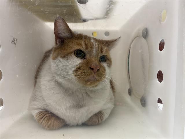 Shelter Stray Male Cat last seen Near BLOCK W EUCLID AVE, Milwaukee, WI 53215
