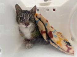 Shelter Stray Unknown Cat last seen Near BLOCK W EUCLID AVE, Milwaukee, WI 53215