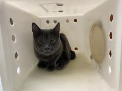 Shelter Stray Unknown Cat last seen 