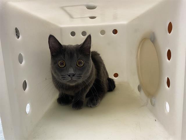Shelter Stray Unknown Cat last seen 