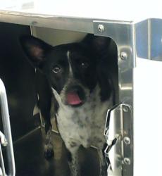 Shelter Stray Female Dog last seen Near BLOCK CORPORATION DR, FAYETTEVILLE NC 28306, Fayetteville, NC 28306