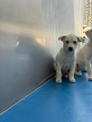 Shelter Stray Female Dog last seen Near BLK DR MLK JR BLVD, BAKERSFIELD, CA, Bakersfield, CA 93307
