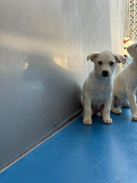Shelter Stray Female Dog last seen Near BLK DR MLK JR BLVD, BAKERSFIELD, CA, Bakersfield, CA 93307