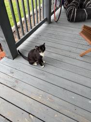 Lost Male Cat last seen Near n 5th st, KCK, Kansas City, KS 66101