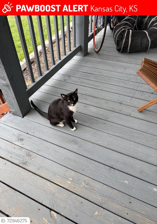 Lost Male Cat last seen Near n 5th st, KCK, Kansas City, KS 66101