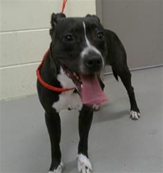 Shelter Stray Female Dog last seen 7-11 ON WEST LAKE MARY BLVD??, Sanford, FL 32773