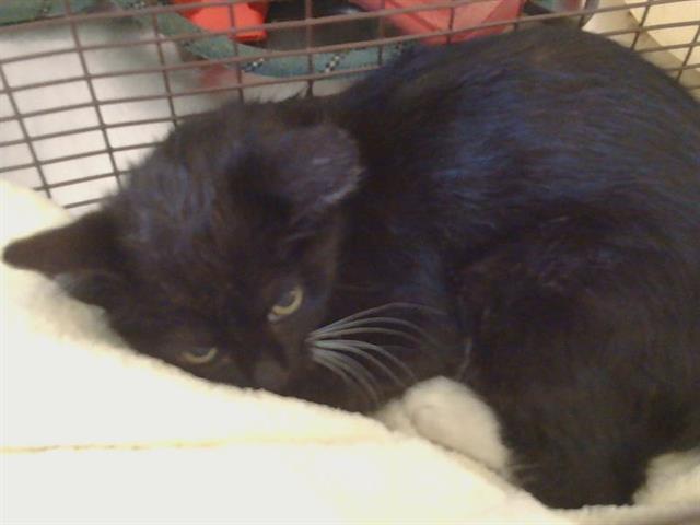 Shelter Stray Female Cat last seen GOLDEN DR/MAIN AVE, 95662, Sacramento, CA 95827