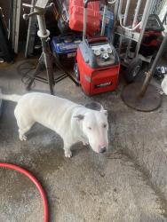 Reunited Female Dog last seen Atlantic and commenewealth, Alhambra, CA 91803