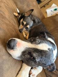Reunited Male Dog last seen Sain Milling Rd, Vale, NC 28168, USA, Vale, NC 28168