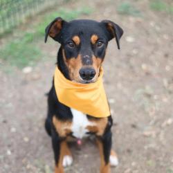 Shelter Stray Male Dog last seen Near BLOCK WHITMAN, San Antonio, TX 78227