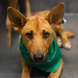 Shelter Stray Female Dog last seen Near BLOCK RAYBURN, San Antonio, TX 78227