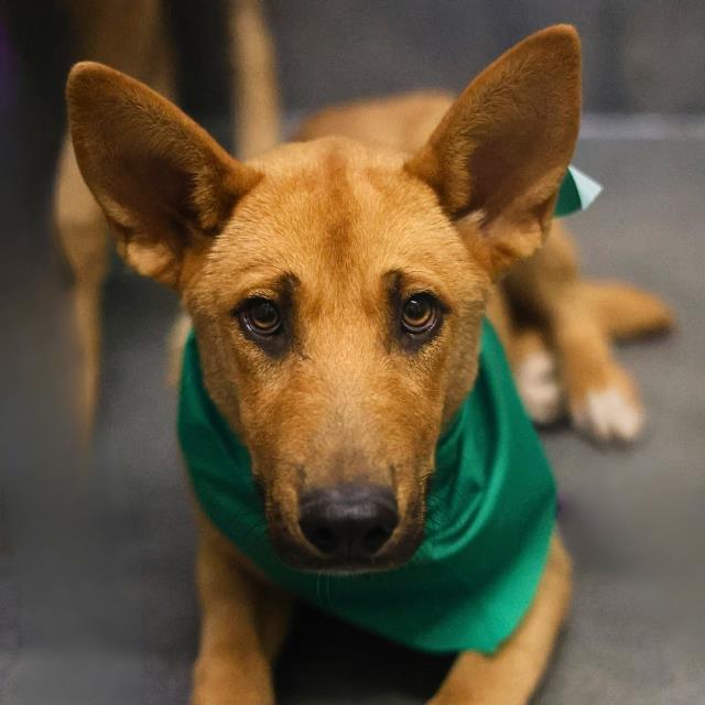 Shelter Stray Female Dog last seen Near BLOCK RAYBURN, San Antonio, TX 78227