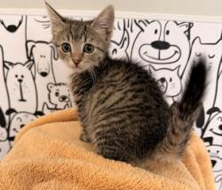 Shelter Stray Female Cat last seen , San Pedro, CA 90731