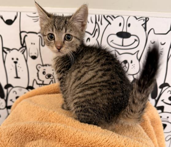 Shelter Stray Female Cat last seen , San Pedro, CA 90731