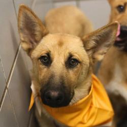 Shelter Stray Female Dog last seen Near BLOCK RAYBURN, San Antonio, TX 78227
