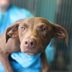 Shelter Stray Female Dog last seen FM 1346, San Antonio, TX 78227