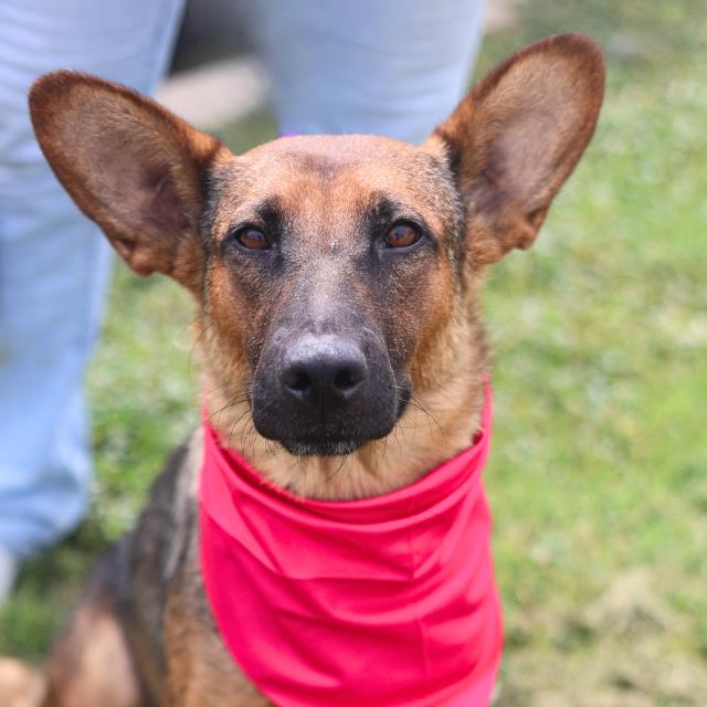 Shelter Stray Female Dog last seen Near BLOCK LAMAR, San Antonio, TX 78227
